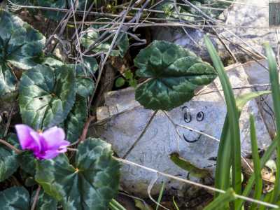 Un ciclamino tardivo campeggia vicino a una pietra sulla quale qualcuno ha disegnato una faccina sorridente